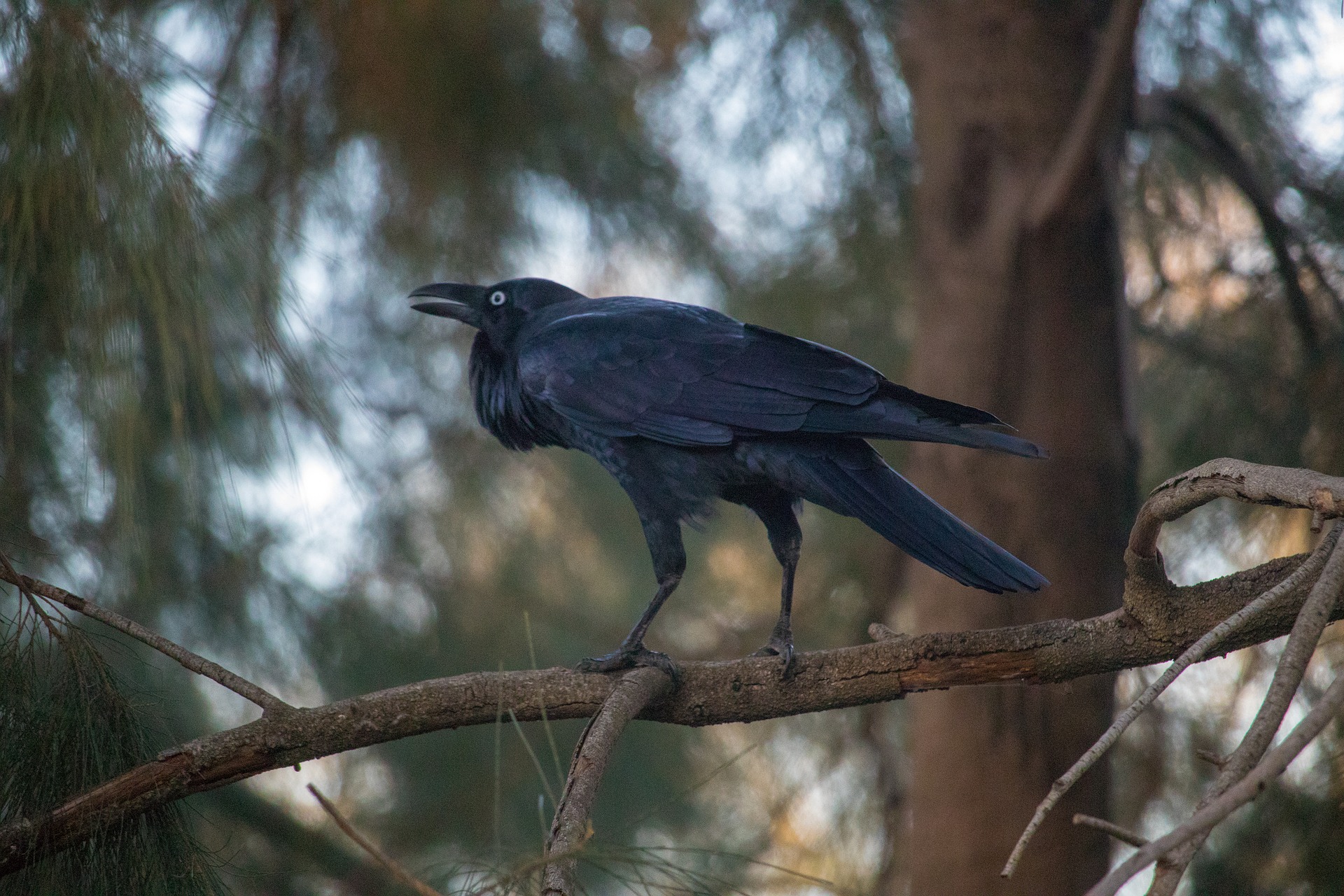 A conundrum of Corvids… – Ways To Nature