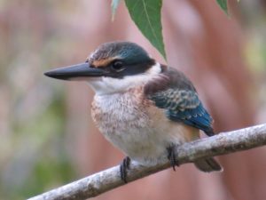 Juvenile Sacred Kingfisher perched on branch