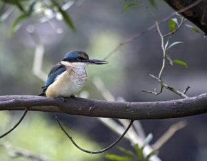 Adult Sacred Kingfisher perched on branch