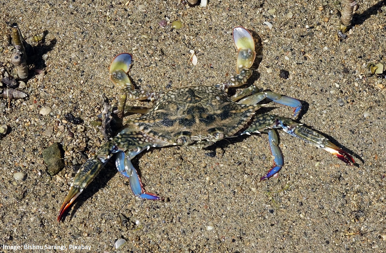 Blue Swimmer Crab on sand