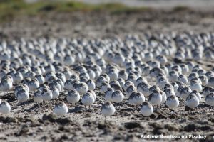 Large group of shorebirds huddled together along a shoreline.